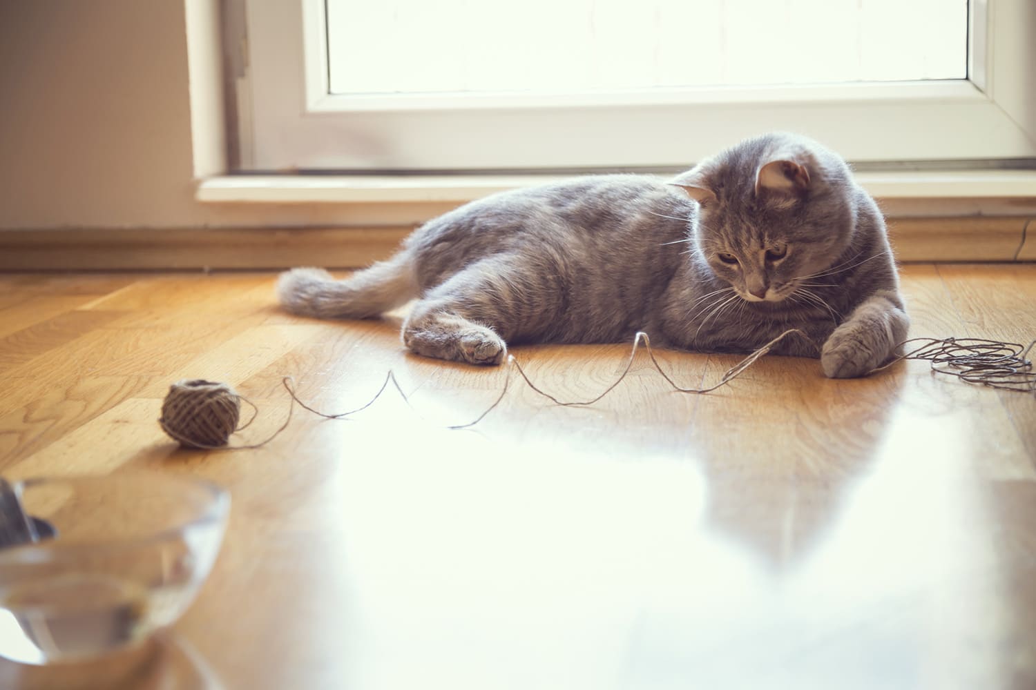 chat qui joue avec de la ficelle