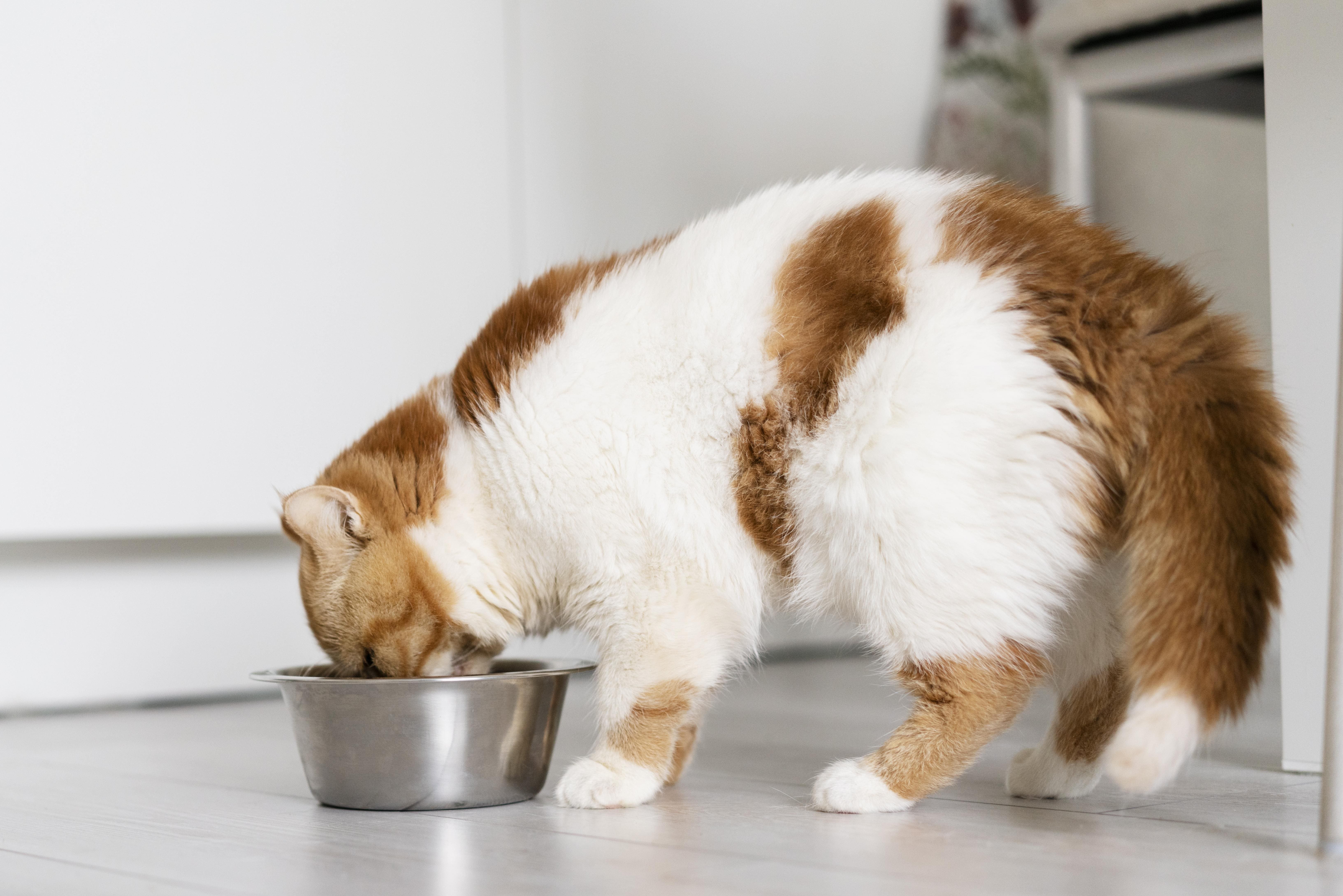 chat qui mange des croquettes