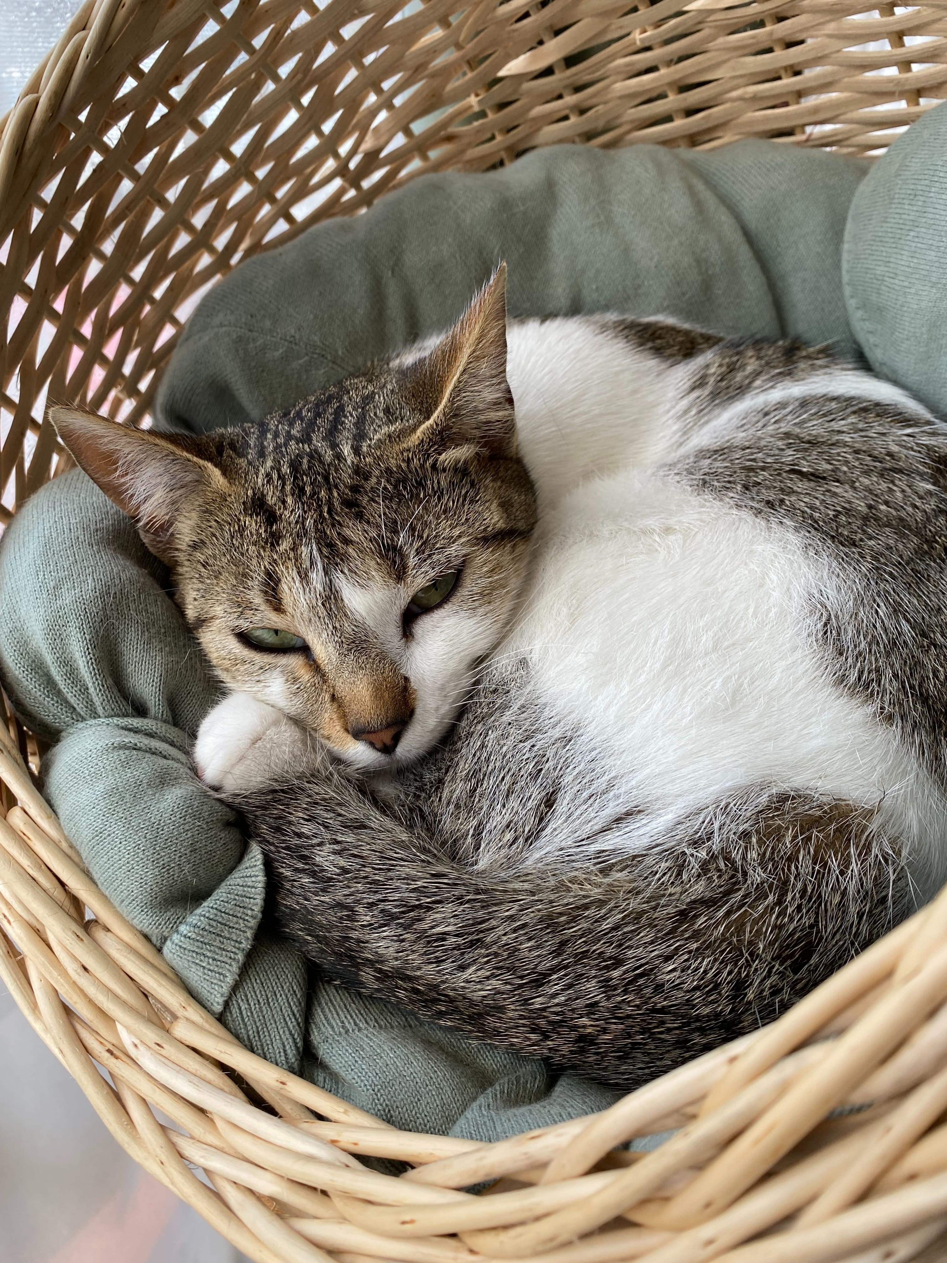 chat couché dans son panier