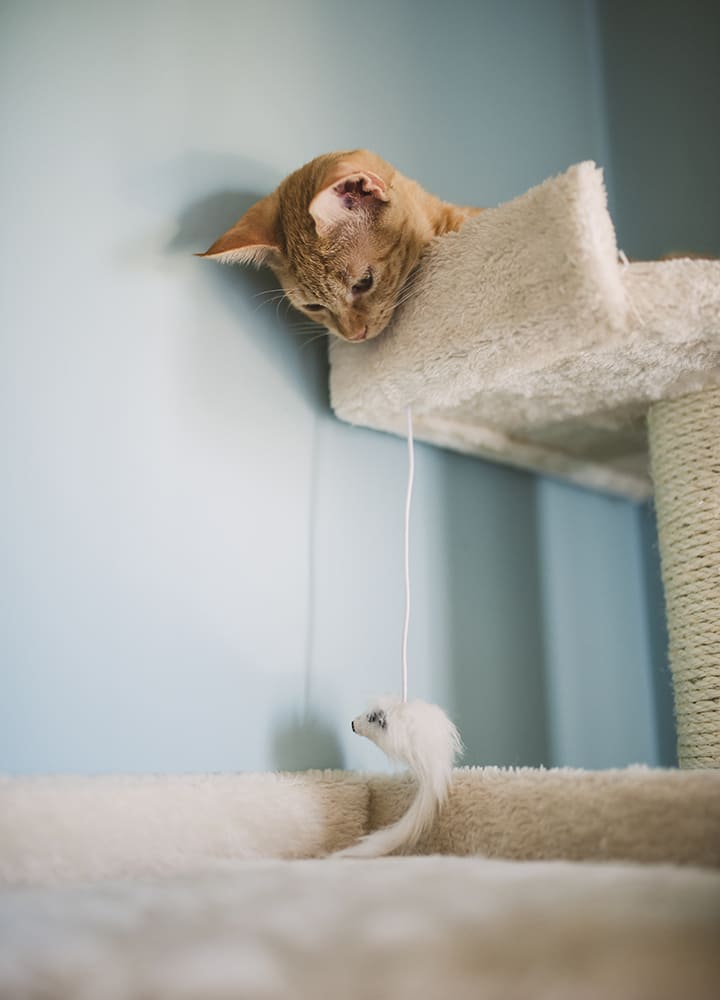 chat roux sur un arbre à chat