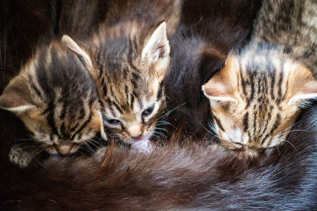 chatons qui tètent leur maman