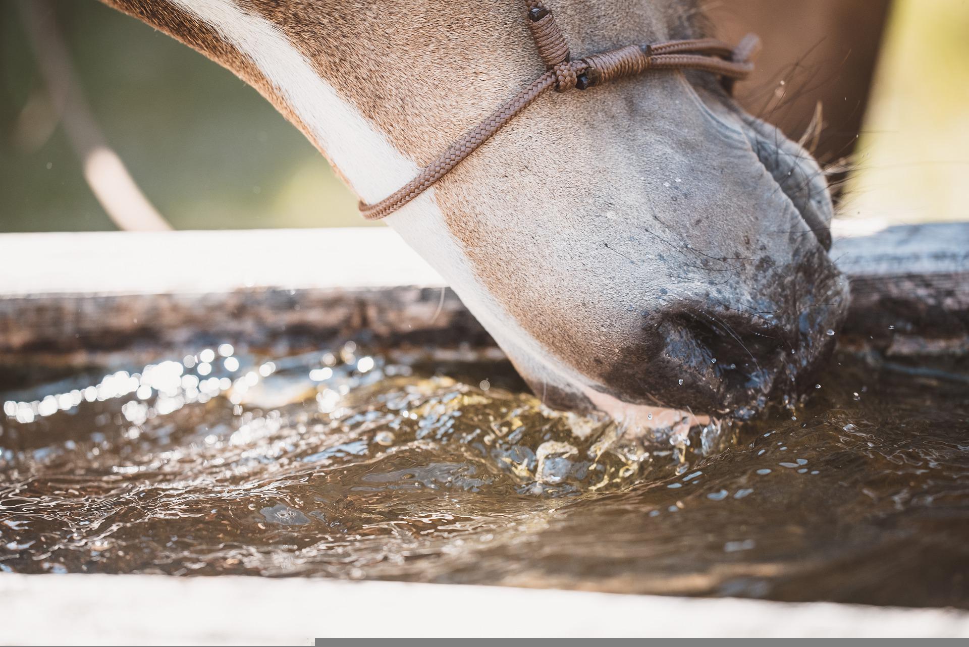 cheval qui boit de l'eau