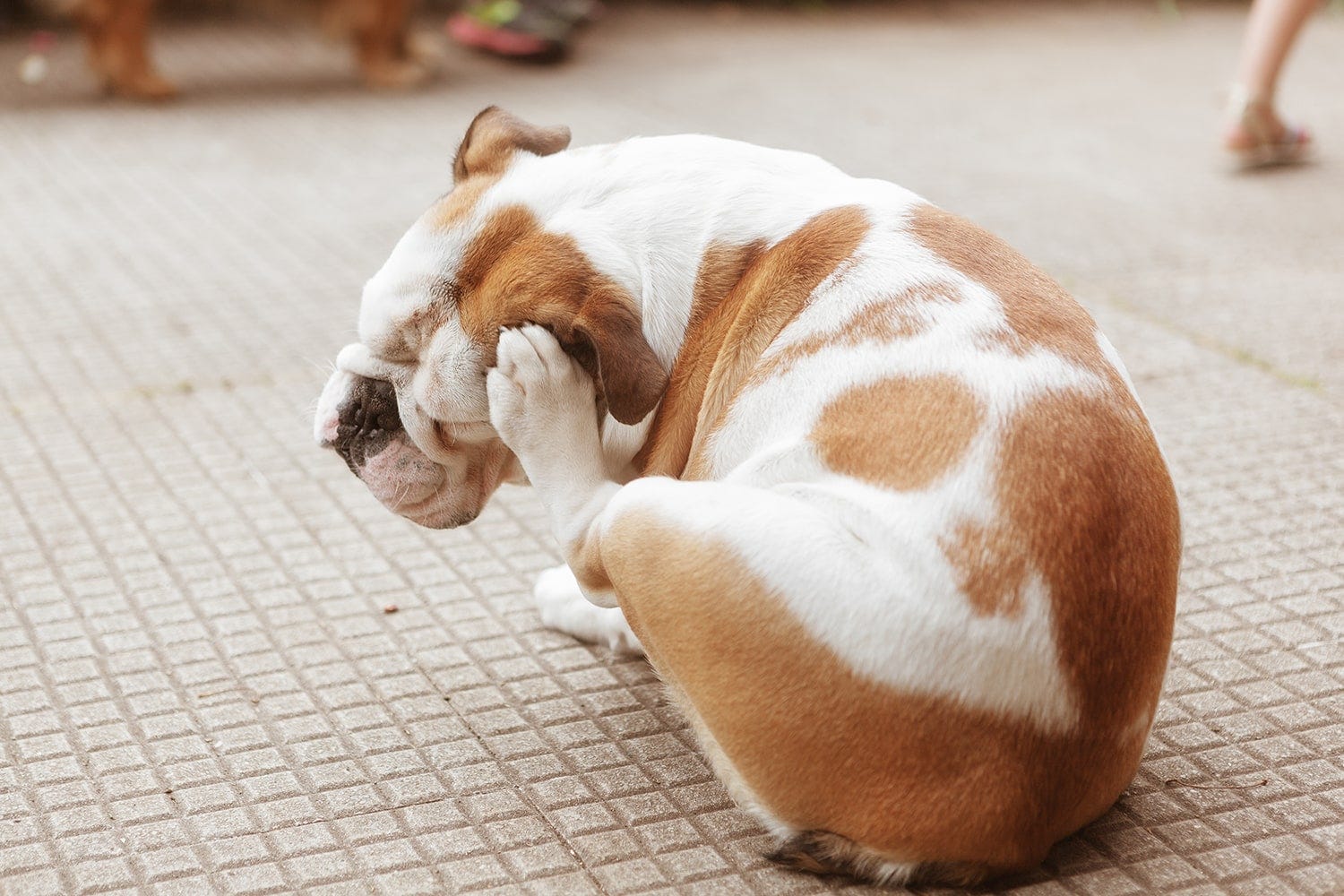 identifiez l'apparaition des parasites chien qui souffre de démangeaisons