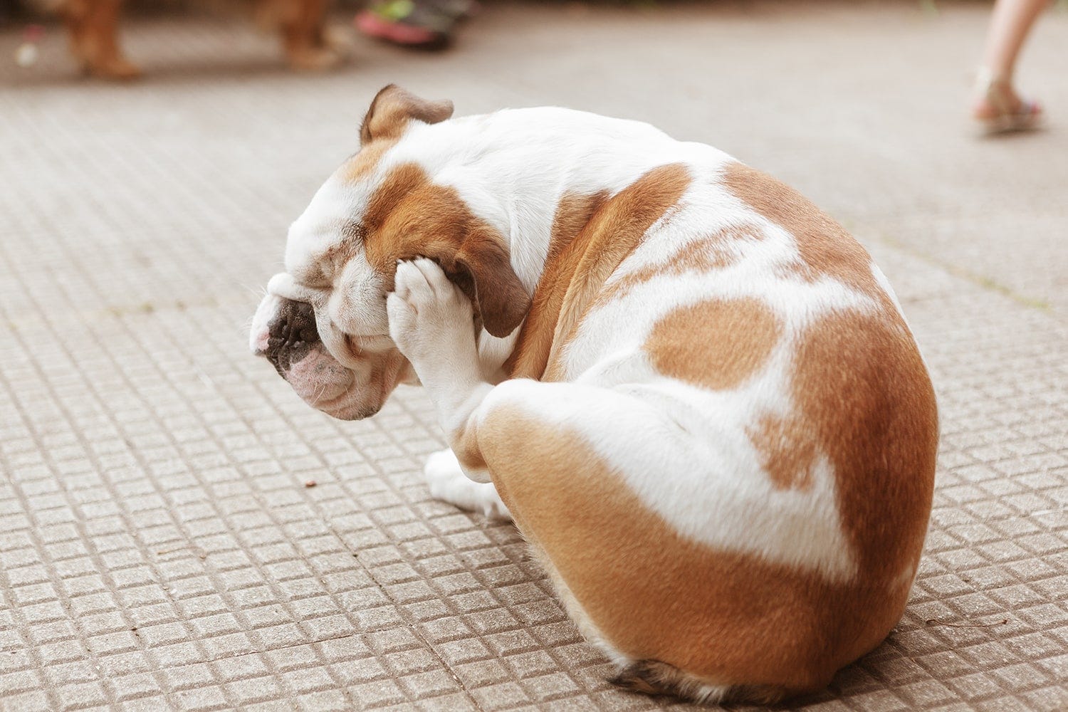 chien qui souffre de démangeaisons