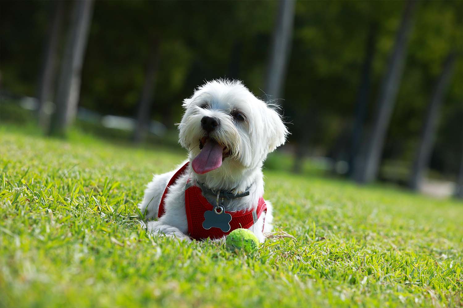 chien dans un parc