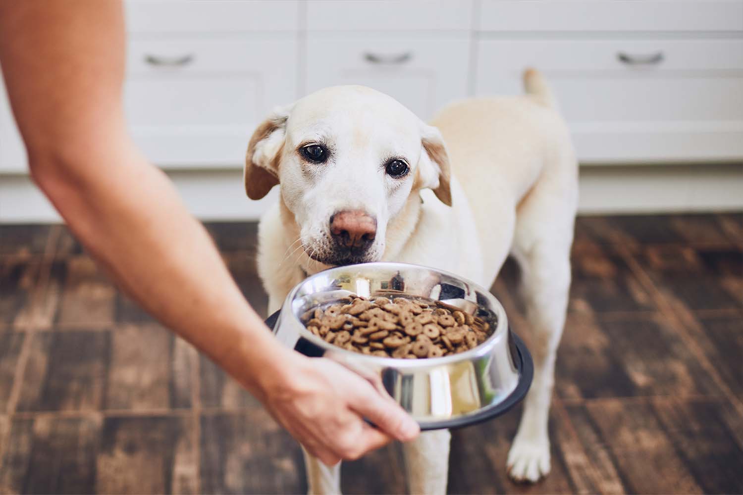 offrir une alimentation adaptée chien devant une gamelle de croquettes