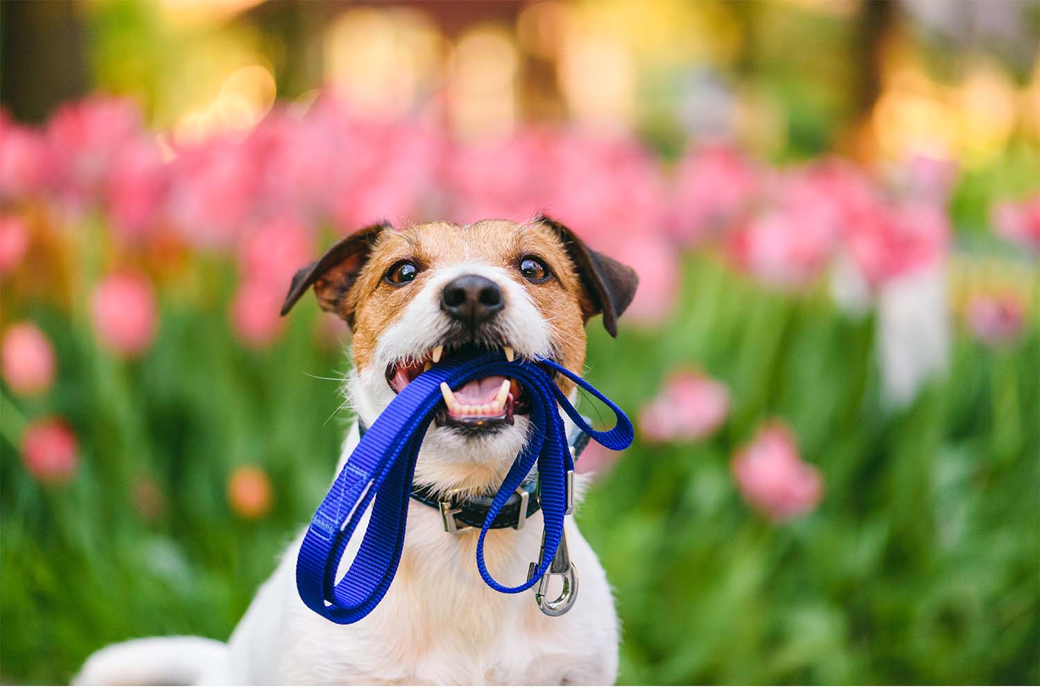 chien en promenade