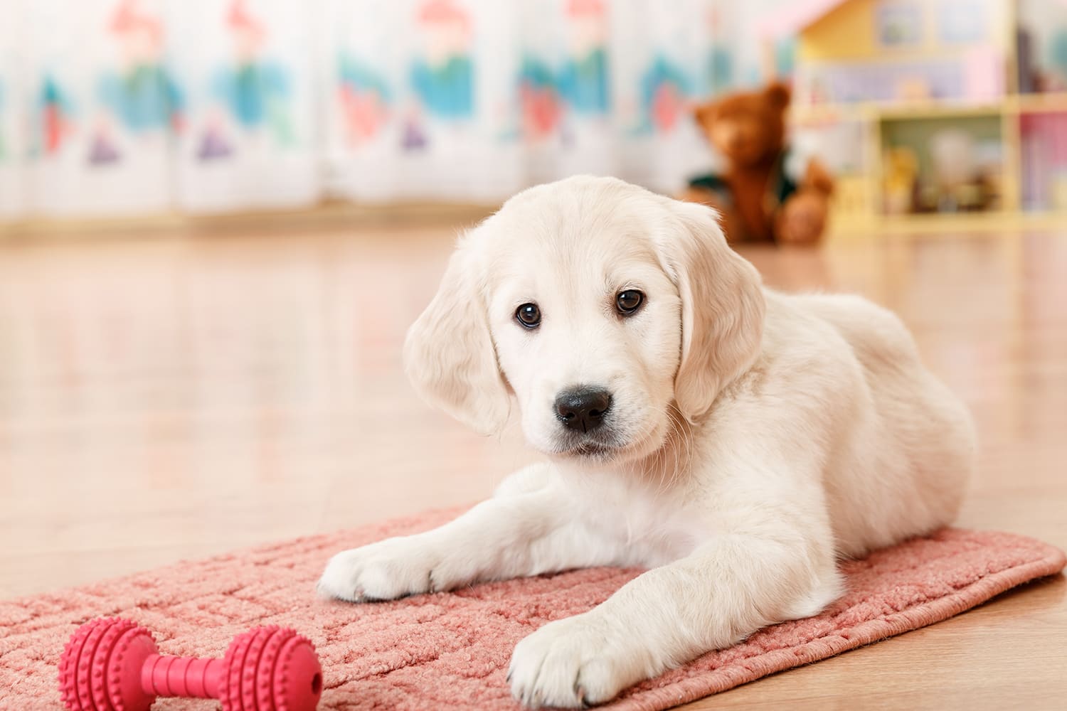 jouets du chiot