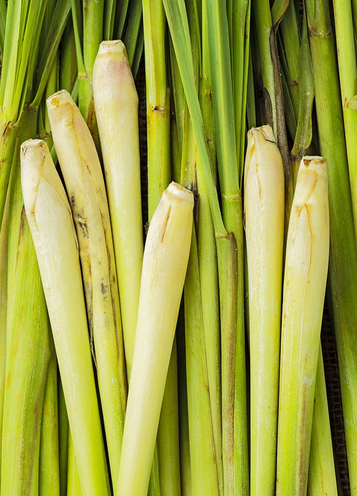 plante anti-moustiques citronnelle citronnelle plante utile répulsif à moustiques