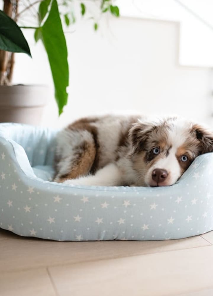 corbeille en tissu pour chien