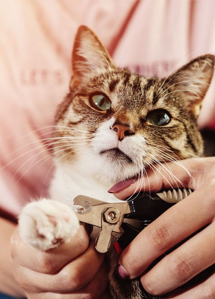entretien griffes animal de compagnie coupe des griffes chat