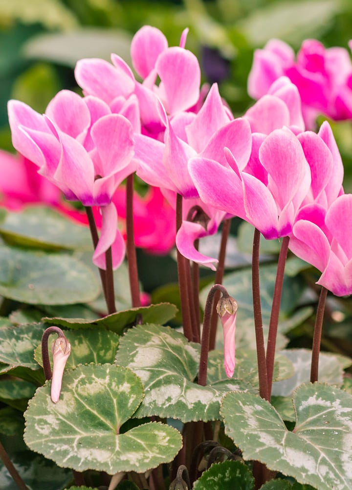 plantation jardin cyclamen