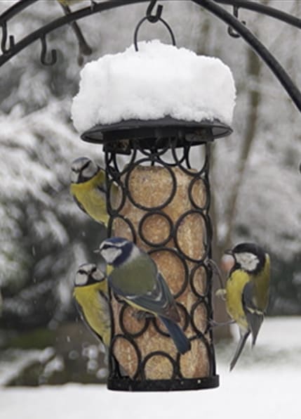 nourriture oiseau jardin