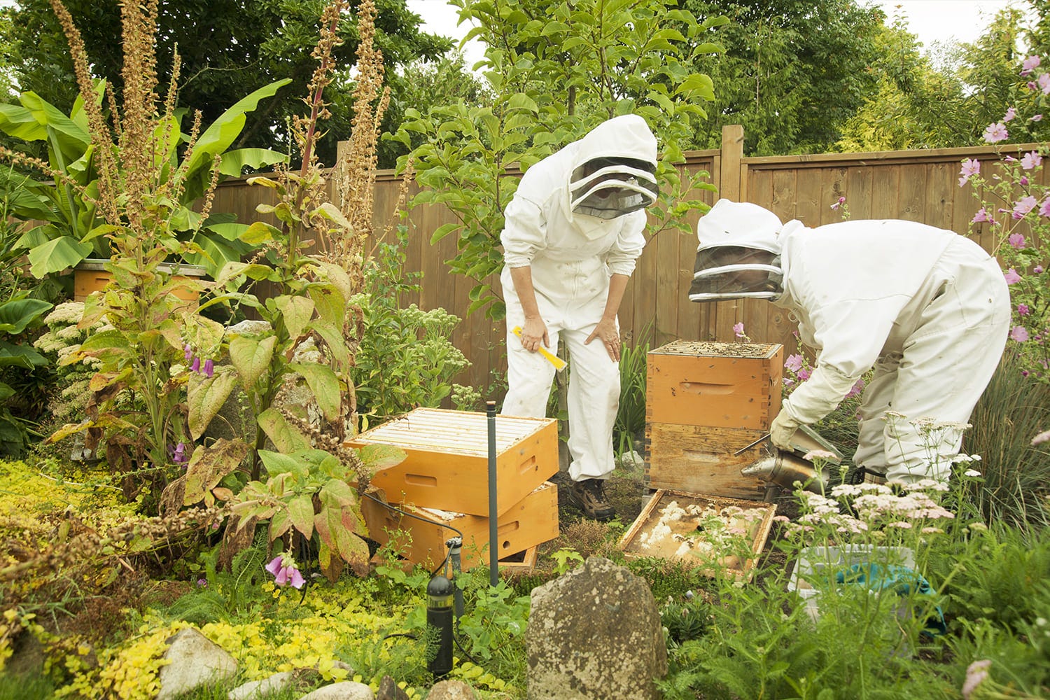 mise en place de ruches biodiversité