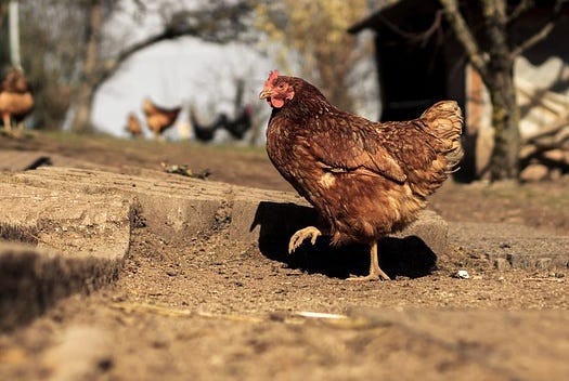 recylclage des fientes de poule