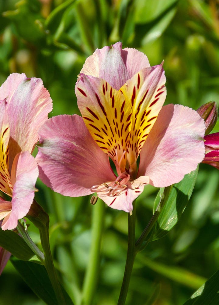 jardin avec alstroemère fleuris