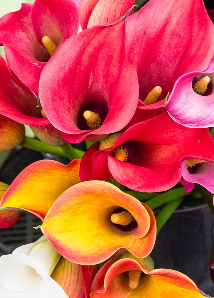 jardin avec arums fleuris