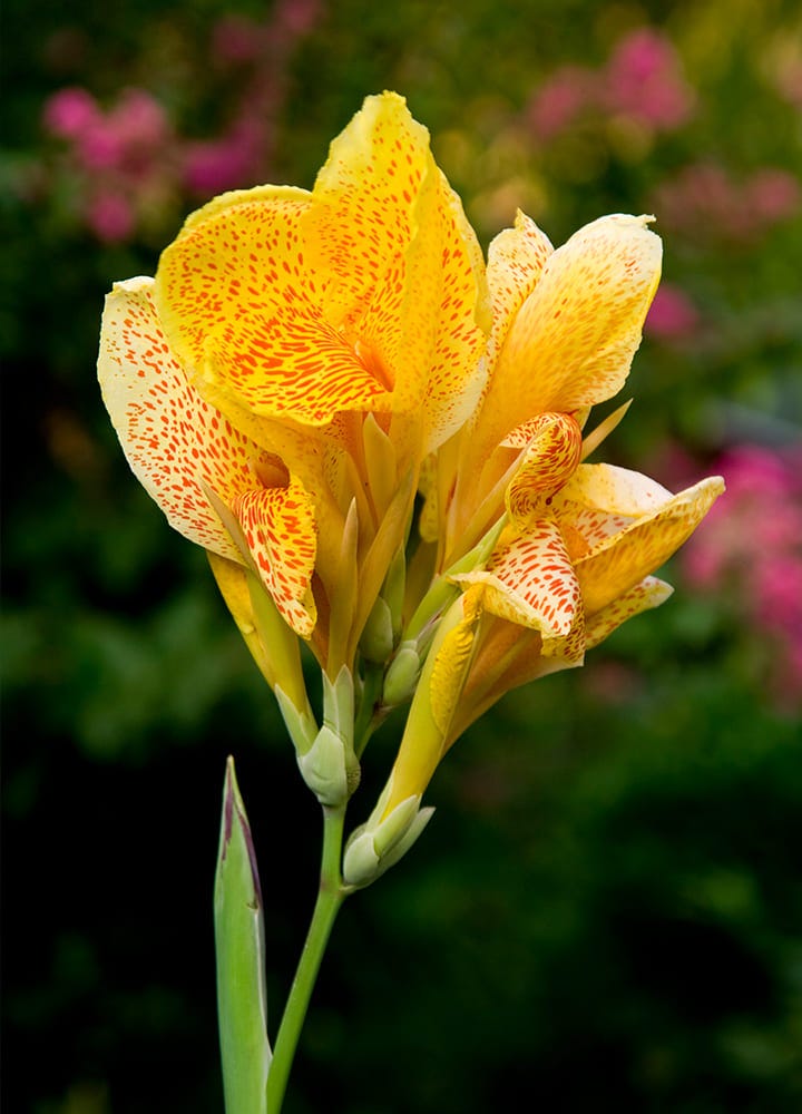 jardin avec cannas fleuris