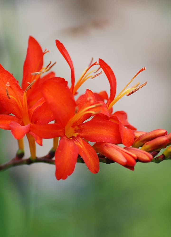 jardin avec crocosmia rouges fleuris