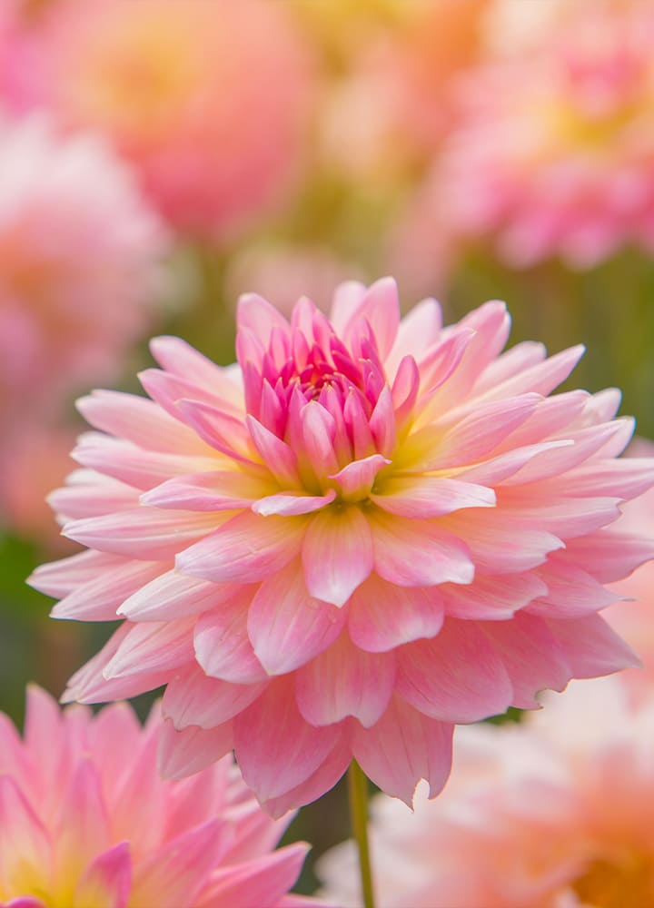 jardin avec dahlias roses fleuris