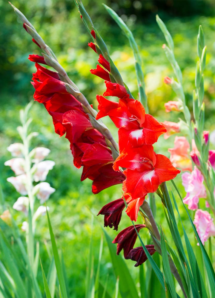 jardin avec glaieuls rouges fleuris