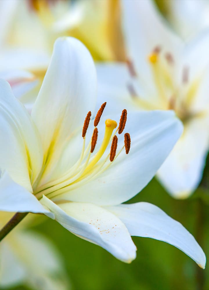 jardin avec lys blancs fleuris