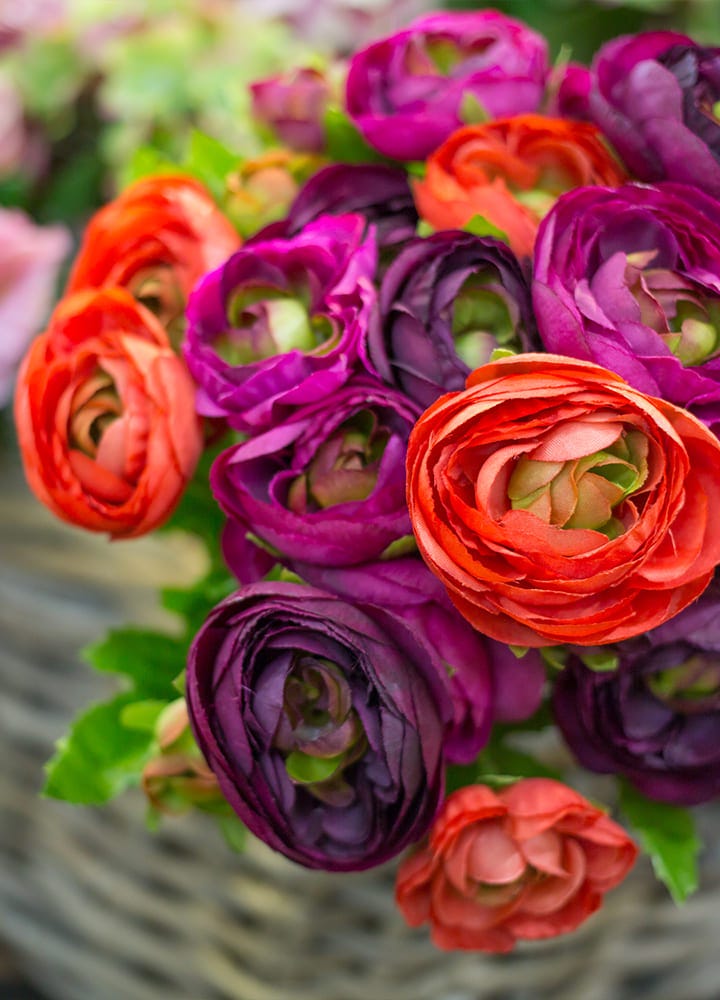 jardin avec renoncules rouge et violettes fleuries