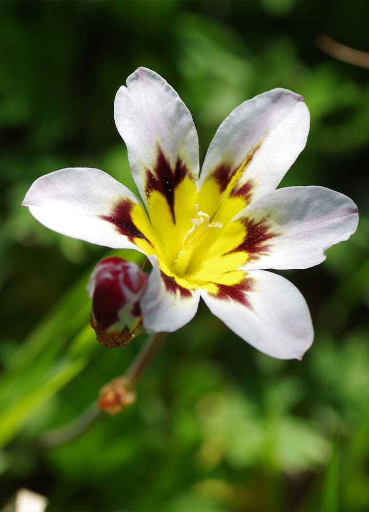 jardin avec sparaxis blancs fleuris