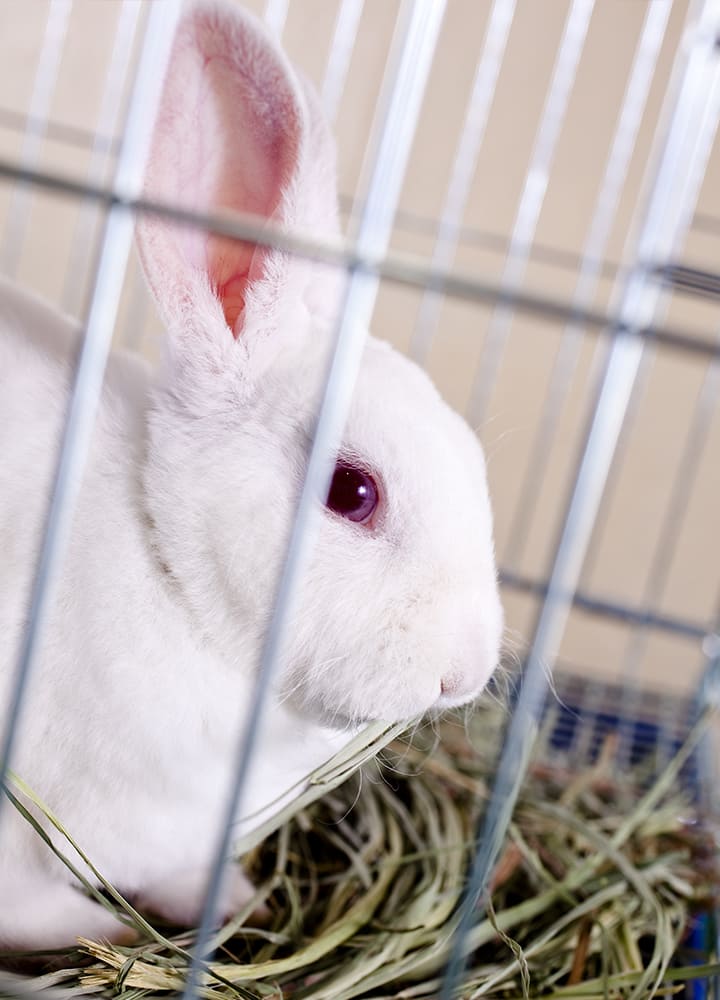 cage avec foin pour rongeur