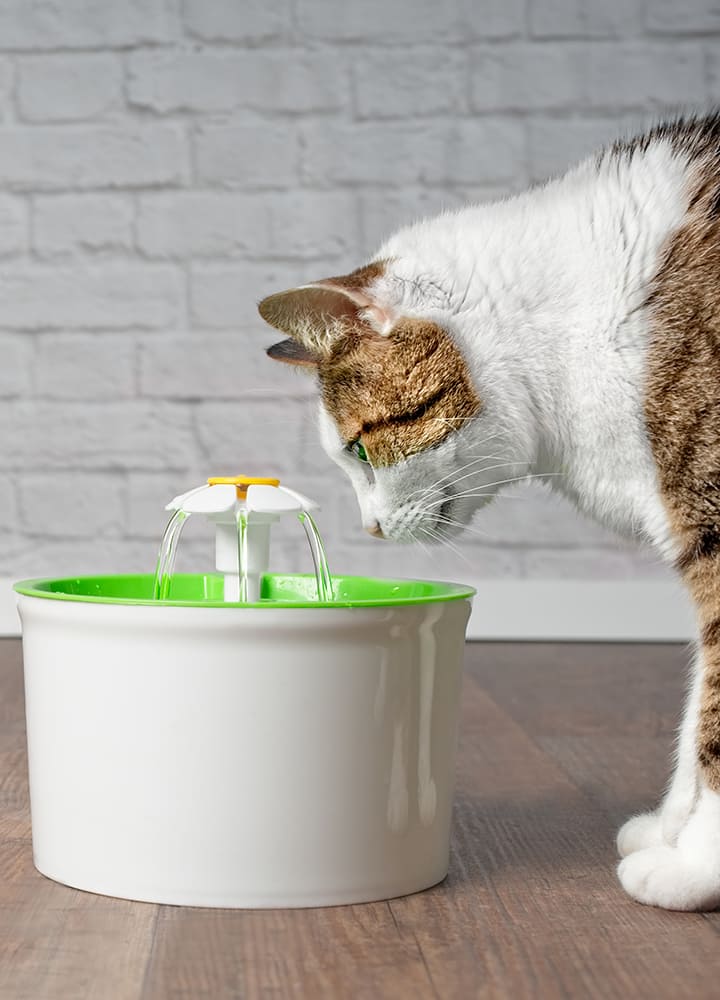 fontaine à eau pour chat