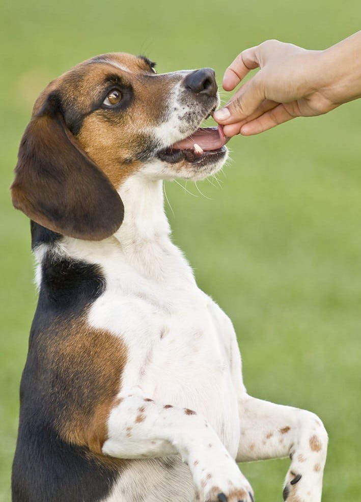 chien récompensé avec des friandises