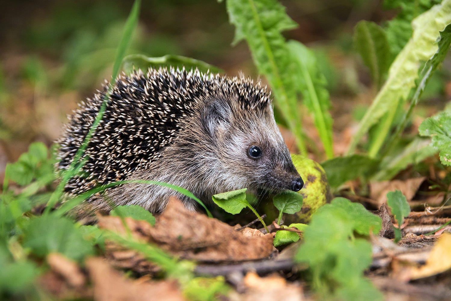 Hérisson dans son jardin, un cadeau pour jardinier au naturel