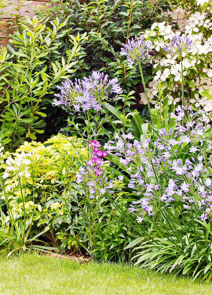 haies bocagères de jardin