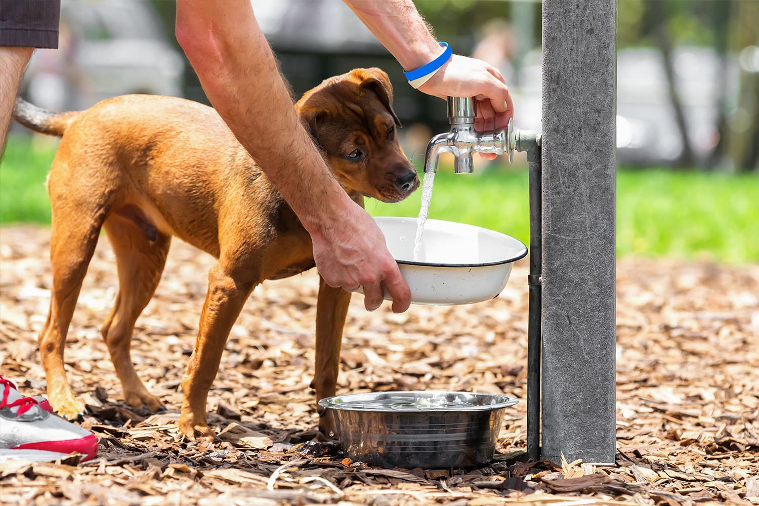 hydratation chien avec gamelle à eau 