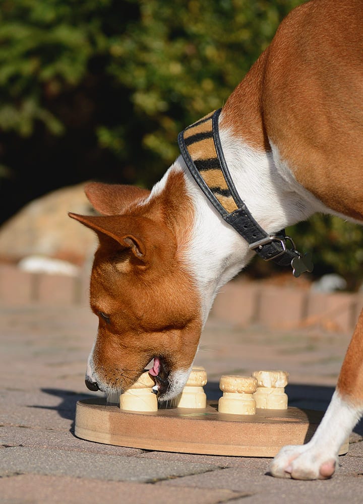 jouet de réfléxion pour chien