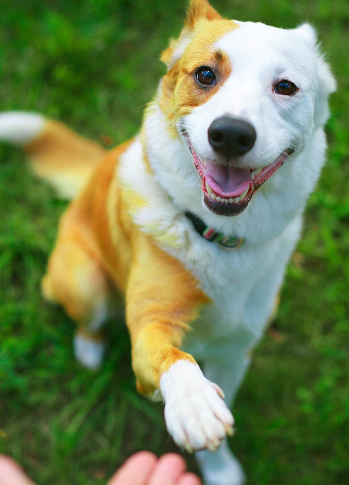 éducation du chien par le jeu