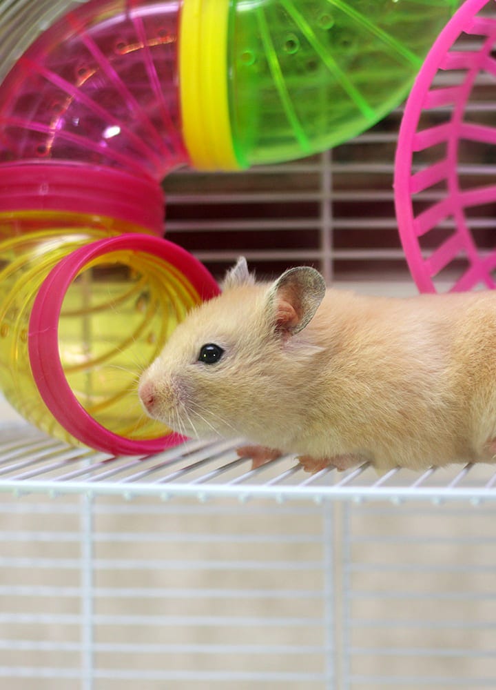 roue pour hamster