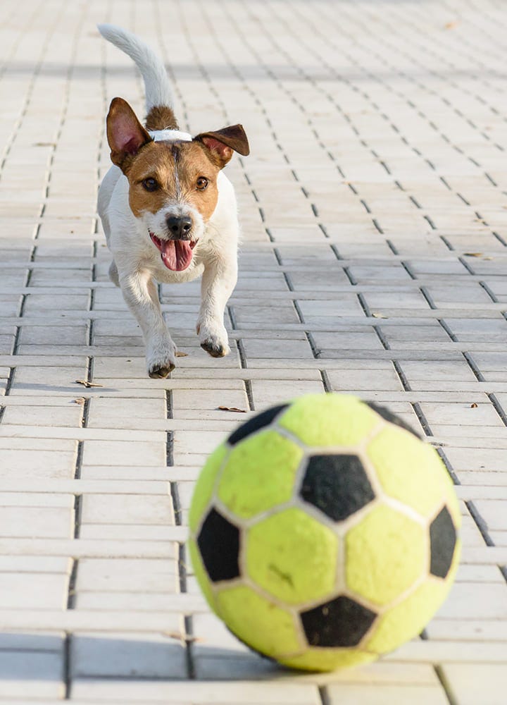 ballon jeu pour chien