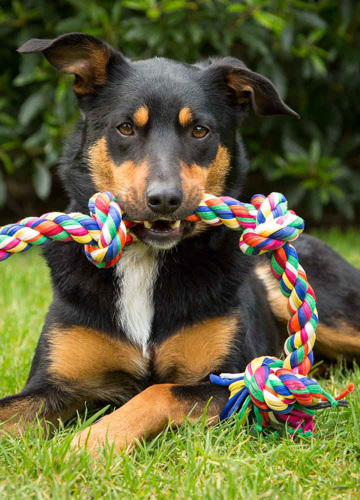 corde jeu pour chien