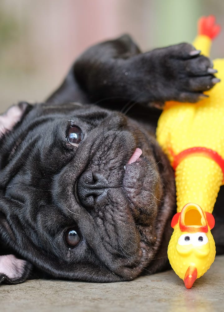 jeu à mâcher pour chien