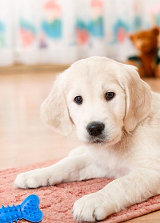 jouet à mâcher pour nettoyage des dents chien