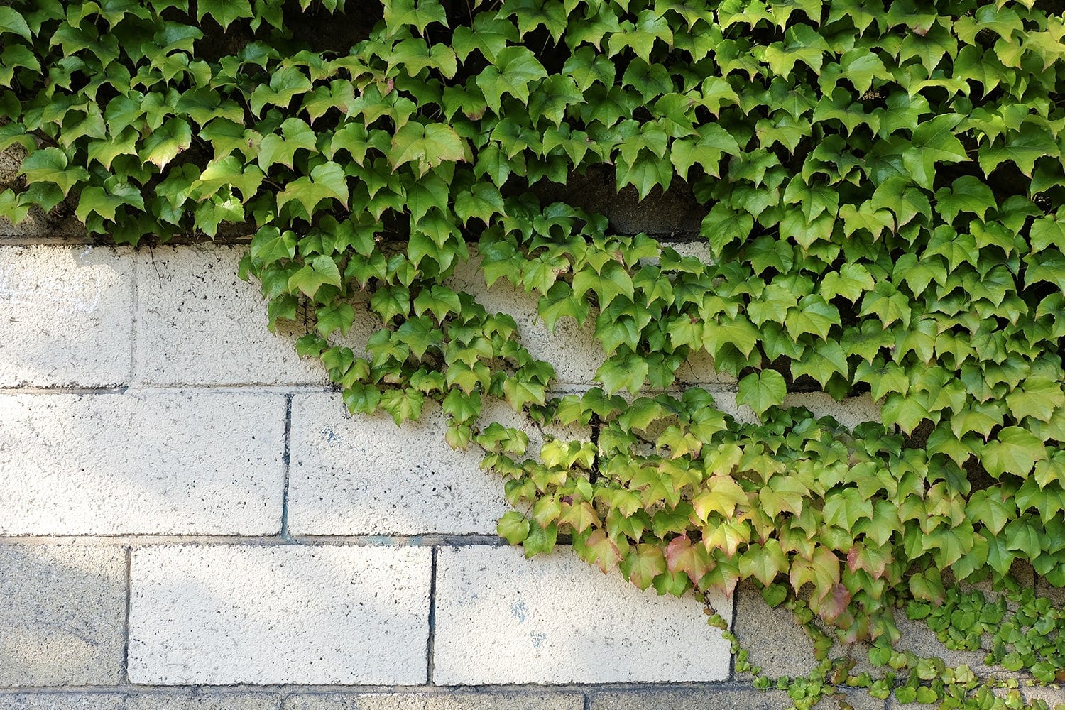Plante grimpante au feuillage décoratif : le lierre lierre