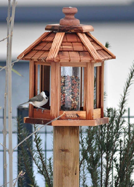 mangeoire graines oiseaux jardin