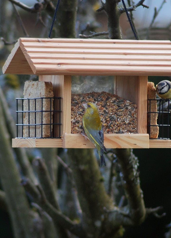 Invitez les oiseaux dans votre jardin