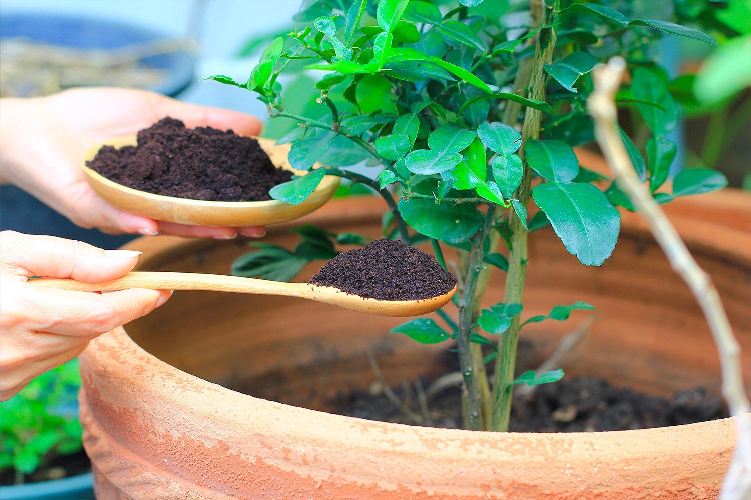 cuillère de marc de café pour une plante