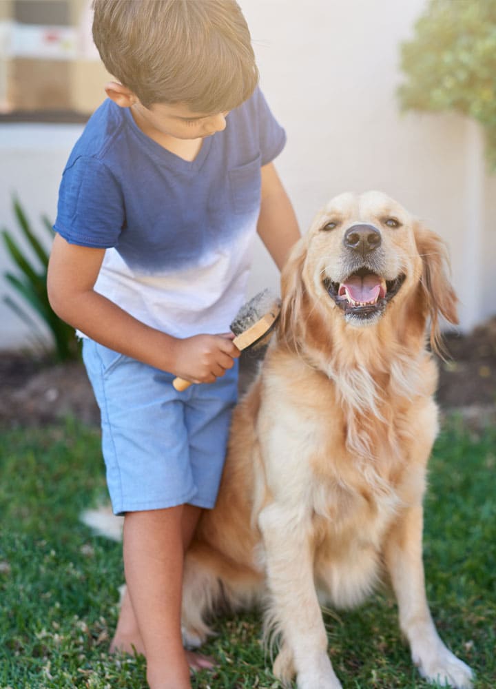 entretien oreilles et yeux chiens toilettage oreilles et yeux chiens