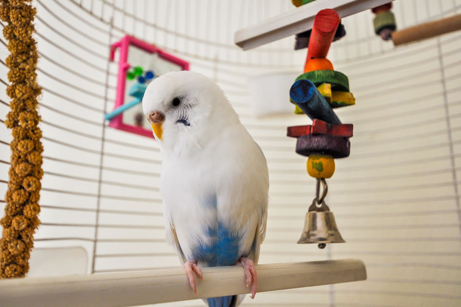 oiseau en cage avec un jouet suspendu