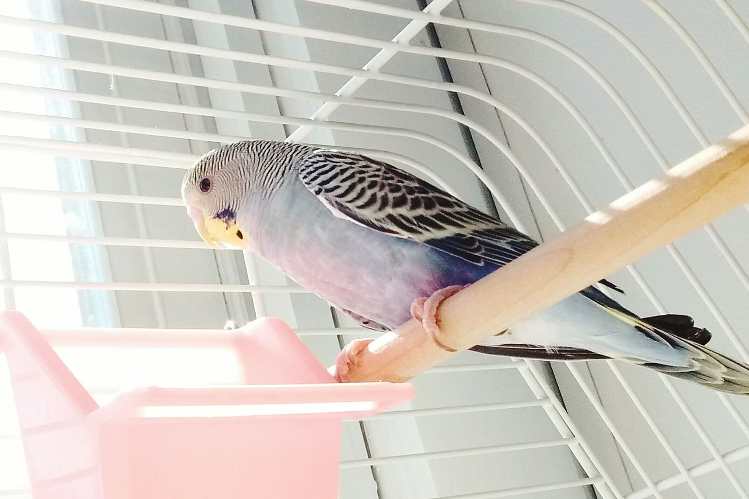 oiseau en cage avec une mangeoire rose