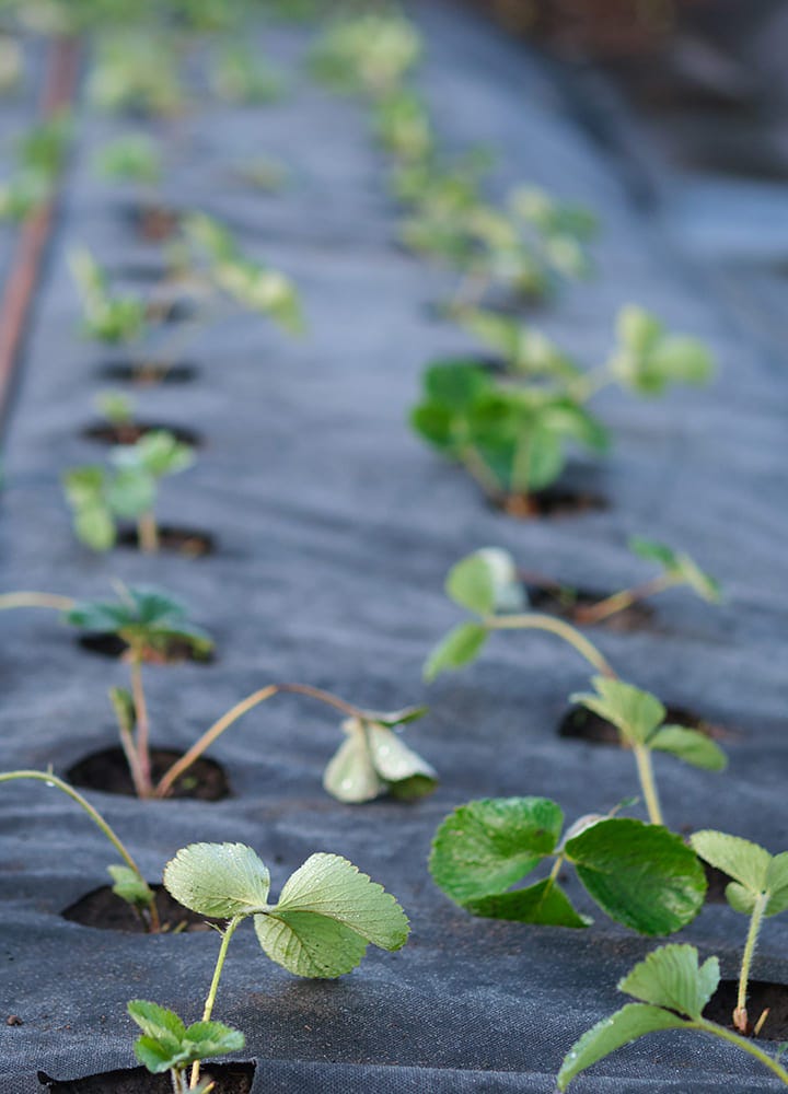 toile de paillage pour plantations