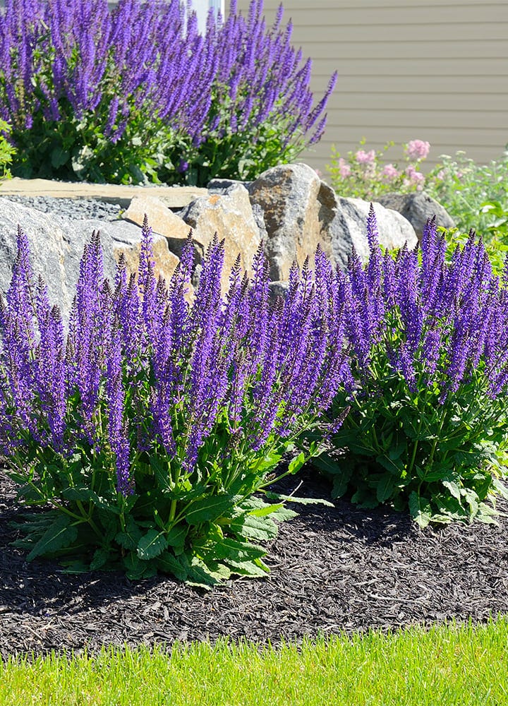 paillage pour plantations du jardin